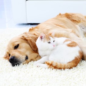 Cat And Dog Resting Together.